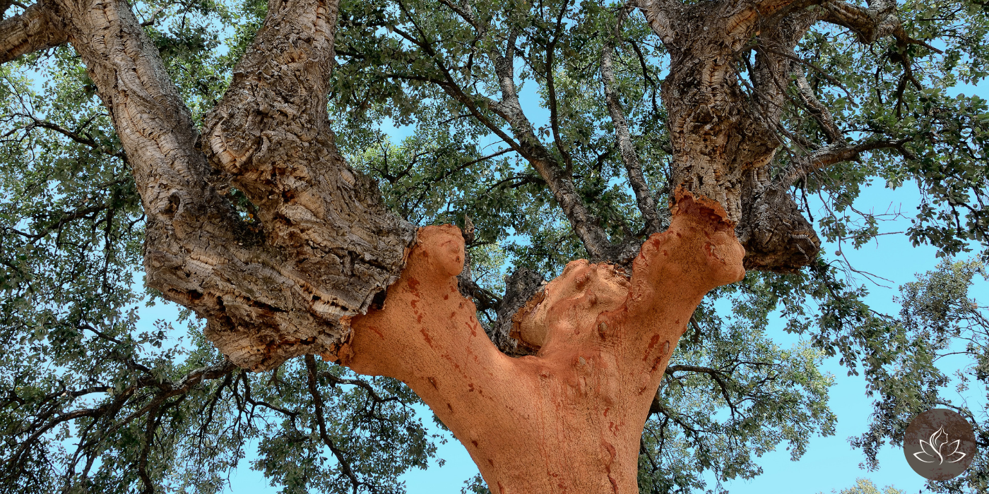 Why We Chose Cork: The Rooted Ritual Behind the Material